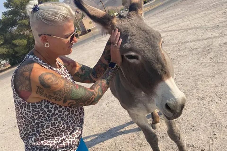 CJ greeting a donkey during an animal Reiki visit