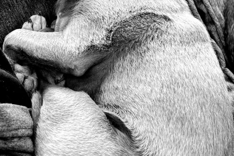 A dog sleeping deeply after a pet Reiki session