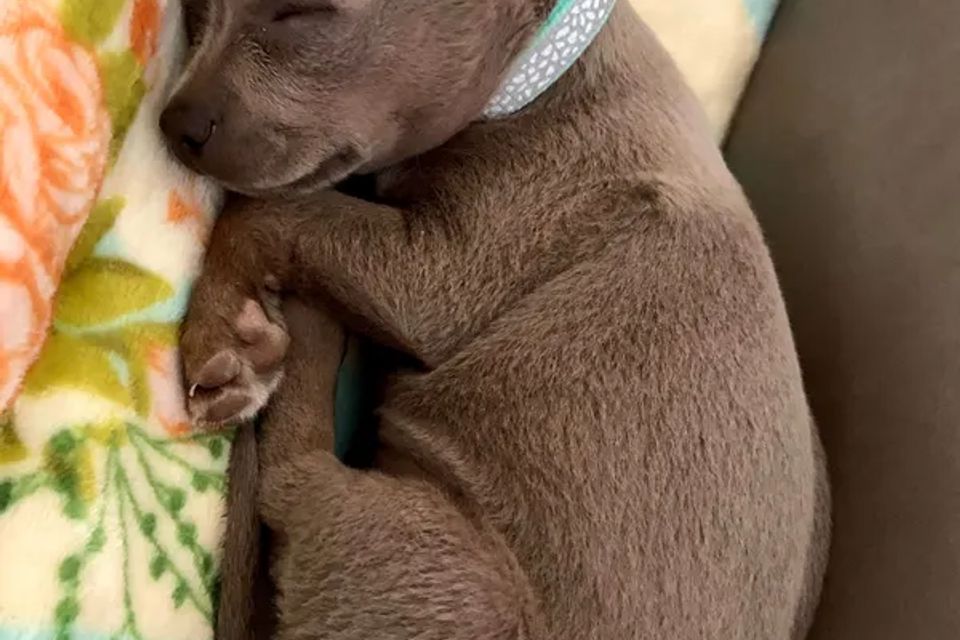 A puppy curled up asleep on a soft blanket